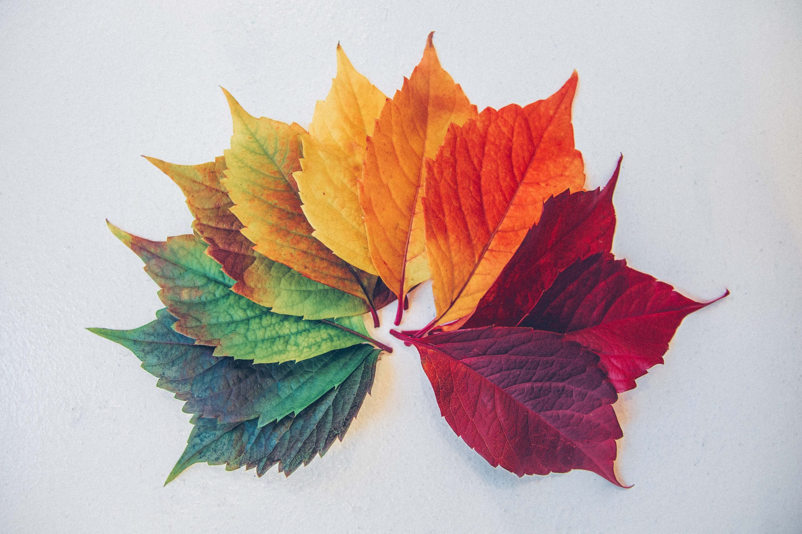 Colorful leaves forming maple leaving